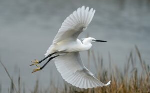 A white egret in flight over a marsh