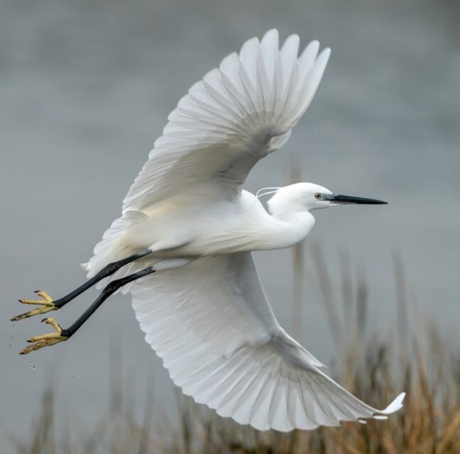 A white egret in flight over a marsh