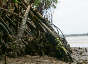 A mangrove-lined estuary where fresh water meets the sea