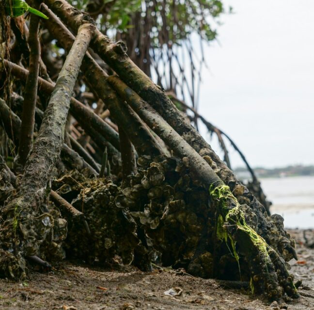 A mangrove-lined estuary where fresh water meets the sea