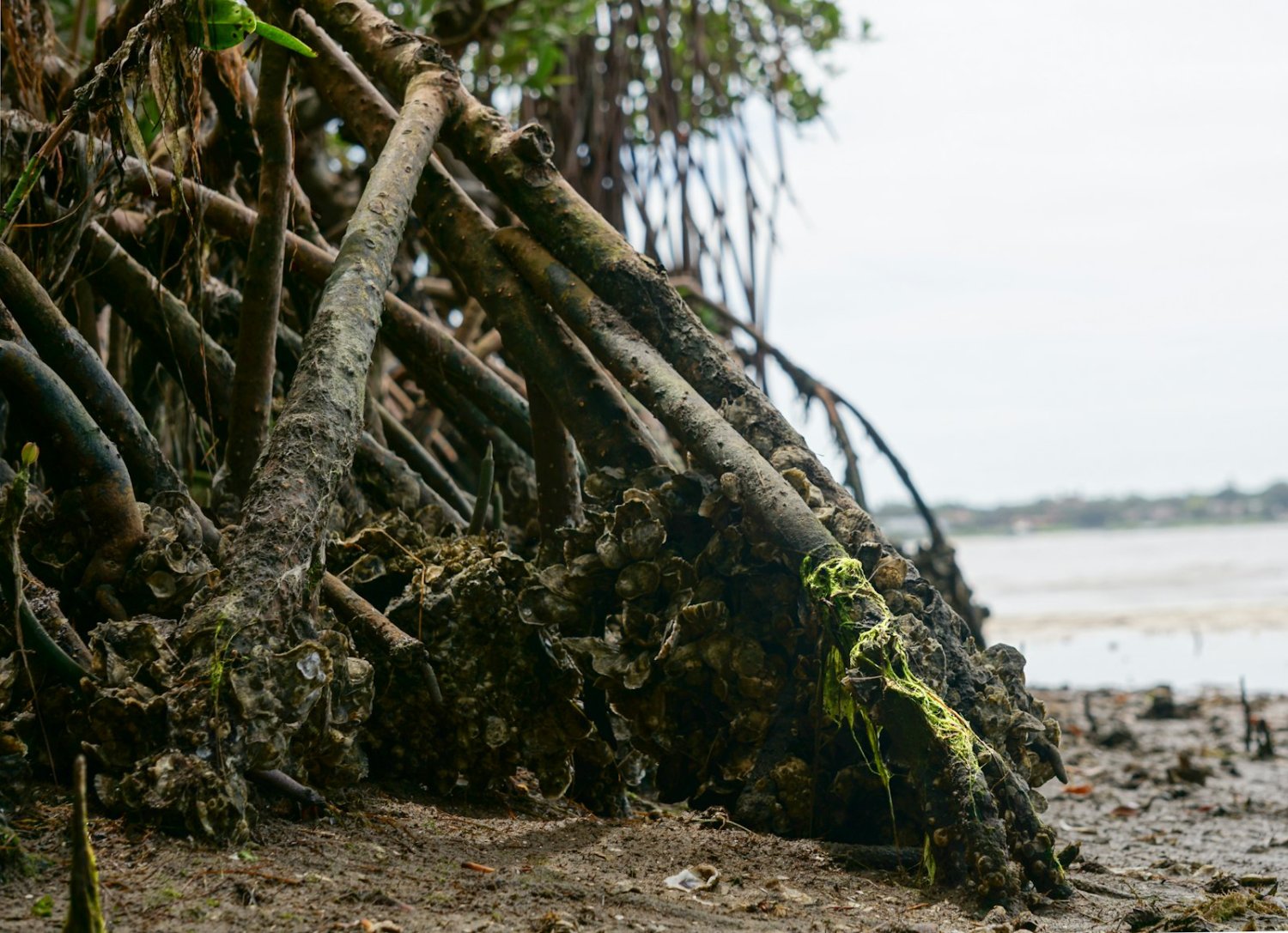 A mangrove-lined estuary where fresh water meets the sea