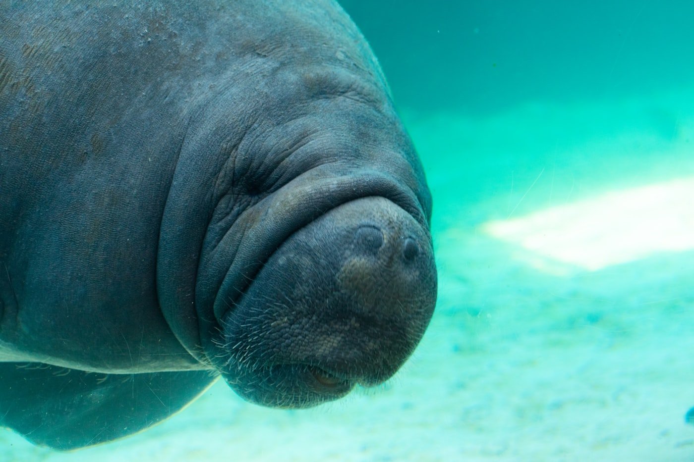 A manatee facing the camera in clear water