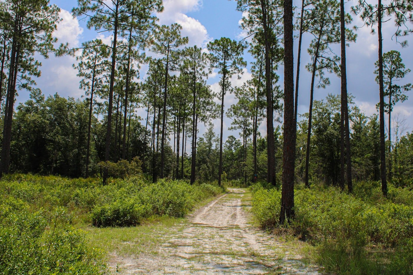 A sandy trail winding through Florida pine flatwoods