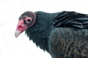 A turkey vulture perched, showing its bald red head