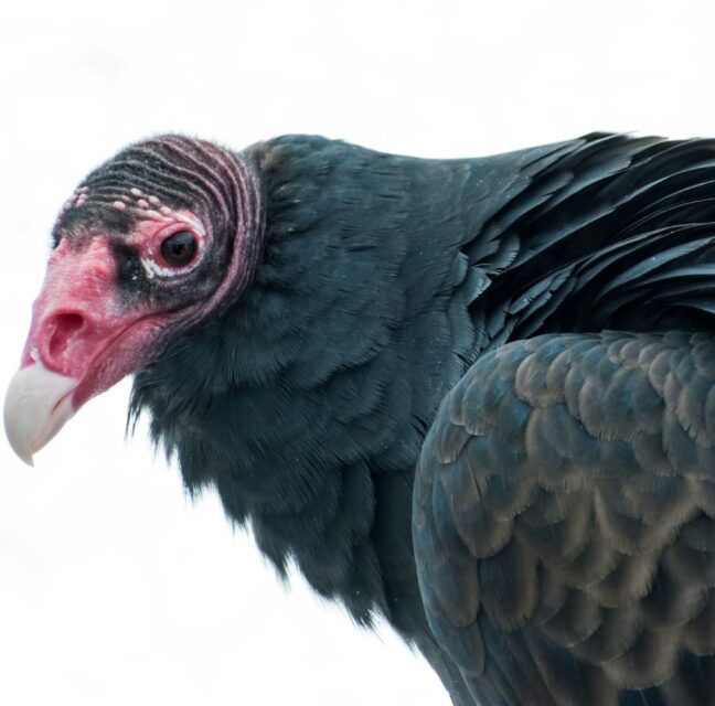 A turkey vulture perched, showing its bald red head